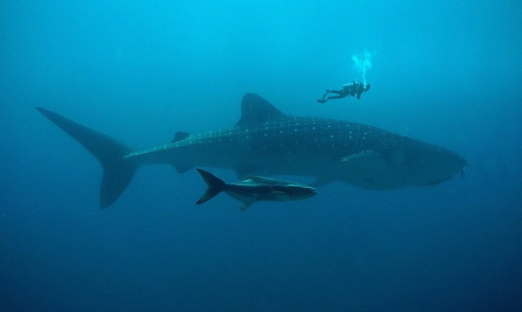 Moby-Dick-Caption