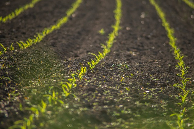 Sustainable-farming-practices