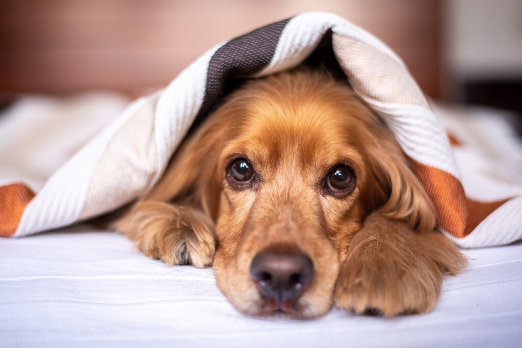 what-are-the-best-ways-to-introduce-a-new-puppy-to-your-dog