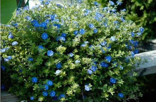 Growing plants
