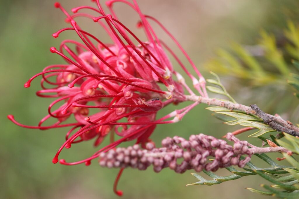 Australian-Shrubs