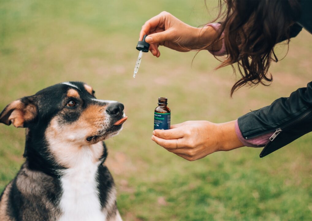 Exploring the Benefits of CBD Oil in Canine Cancer Care