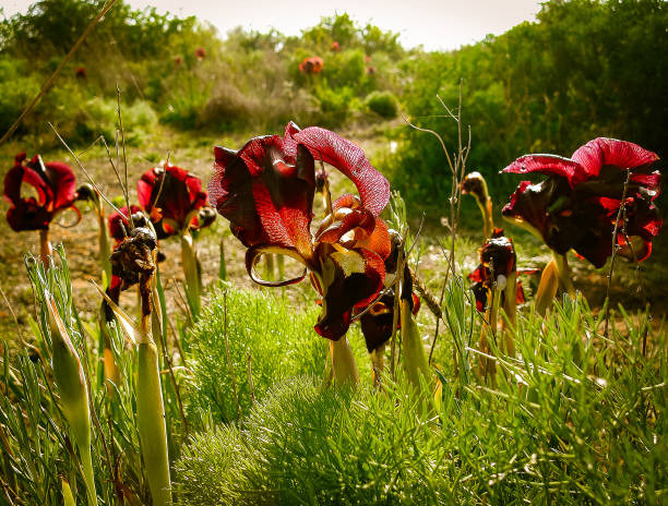 Carnivorous