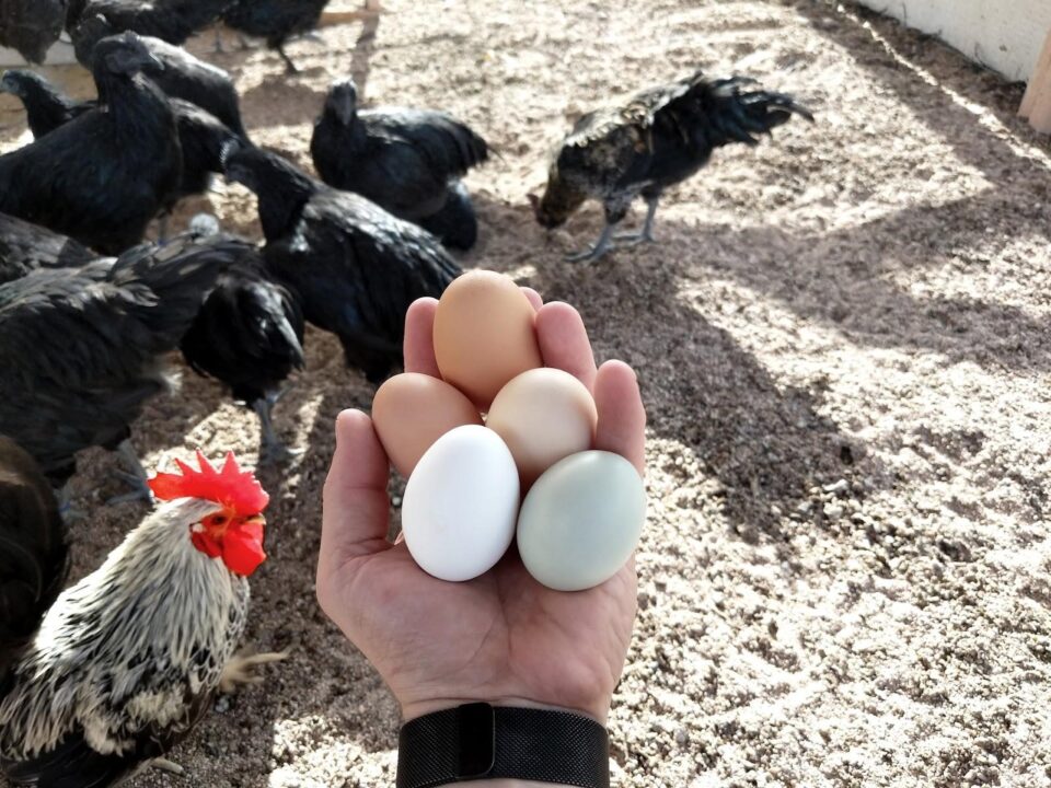 Solar-Powered Poultry Farming