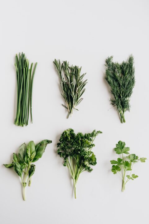 Types-of-Cilantro
