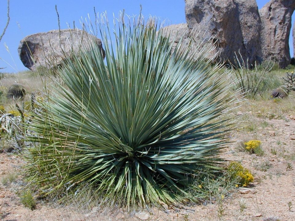 11-Indoor-plants-similar-to-yucca