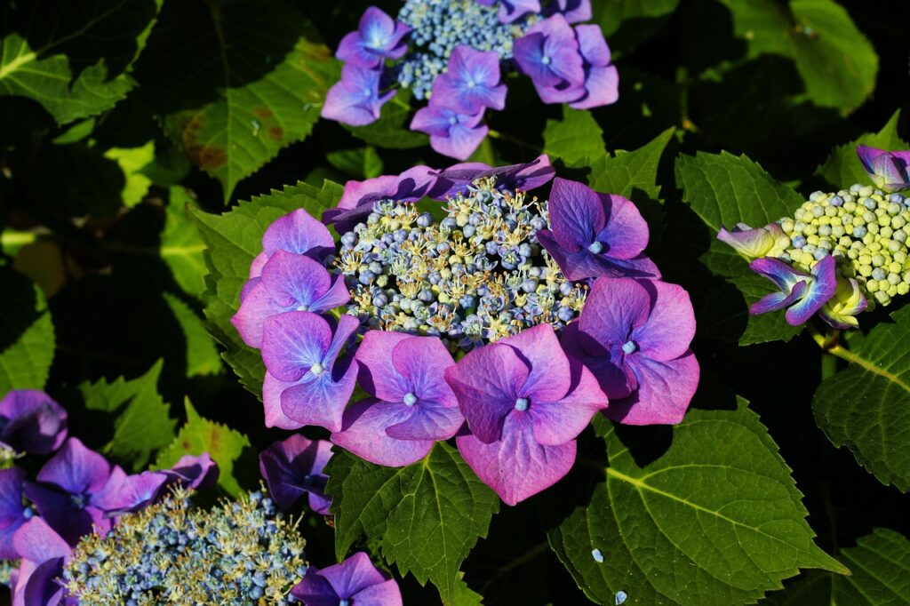 Best-Time-To-Plant-Hydrangeas-In-Ohio