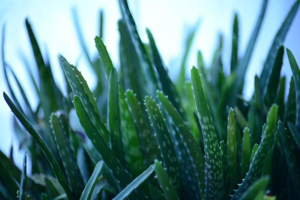 Plants-Similar-to-Aloe-Vera