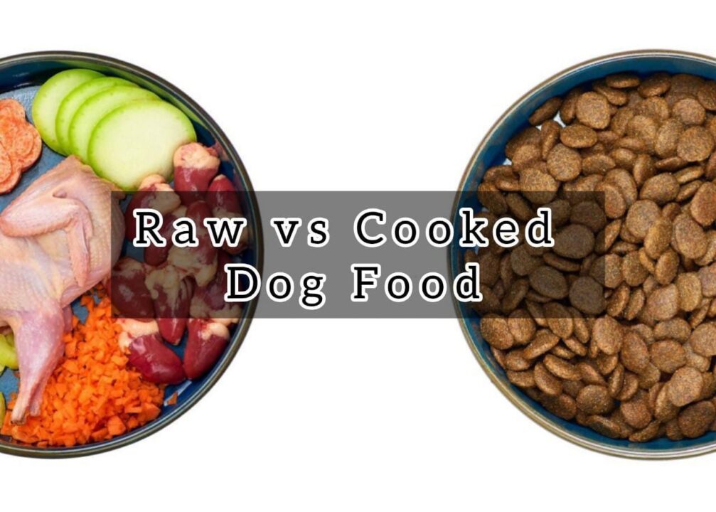 Raw vs Cooked Dog Food