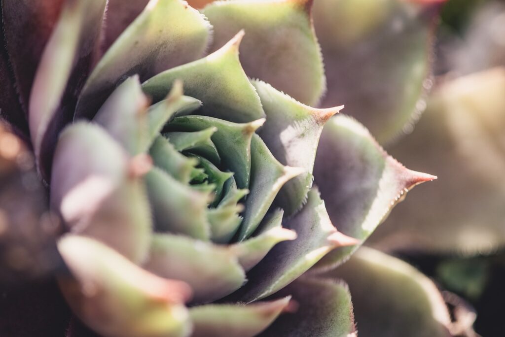 Rose-succulents