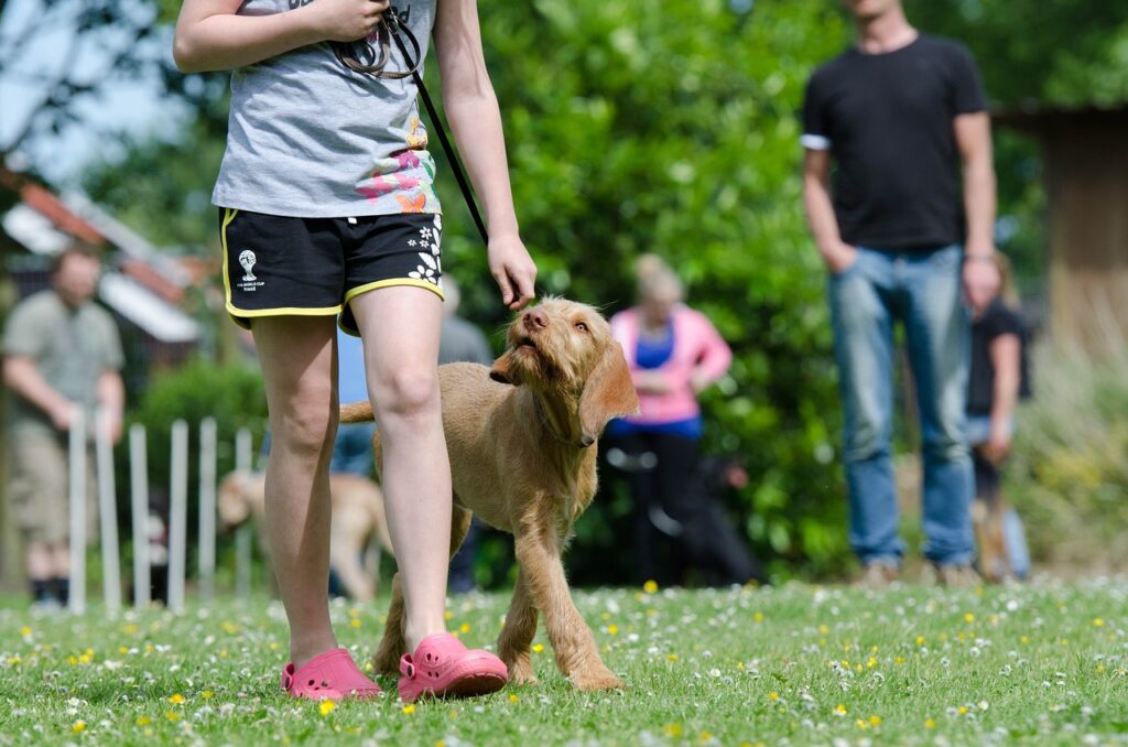 backyard-dog-friendly-ideas
