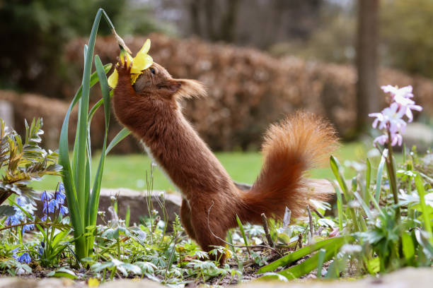 Do-Squirrels-Like-Geraniums