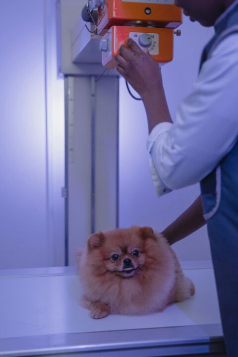 Is-Ross-University-A-Good-Vet-School?