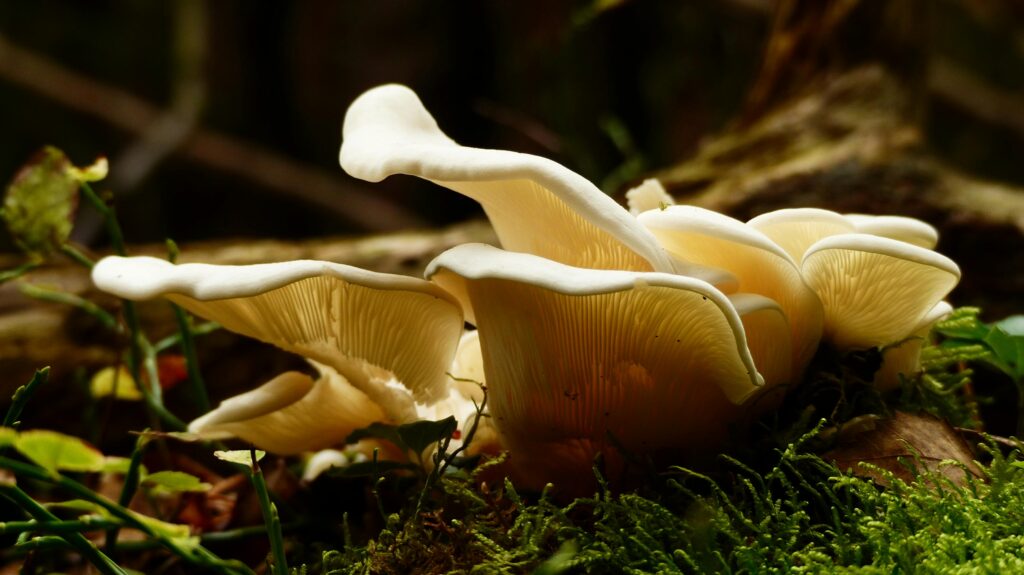 Is-mushroom-an-autotroph?