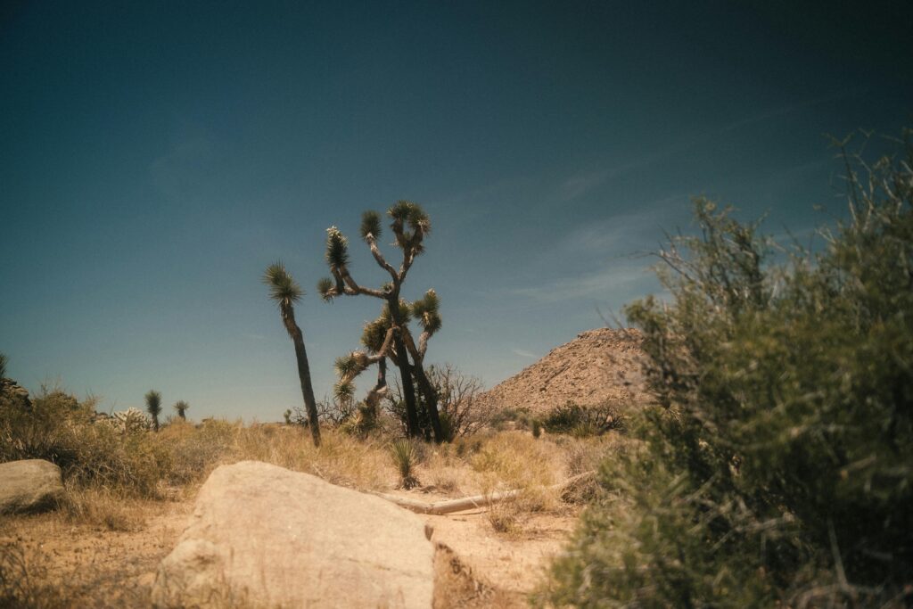Why-do-small-leaves-grow-in-deserts