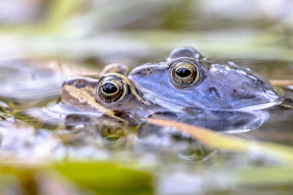 Are-Amphibians-Endothermic?