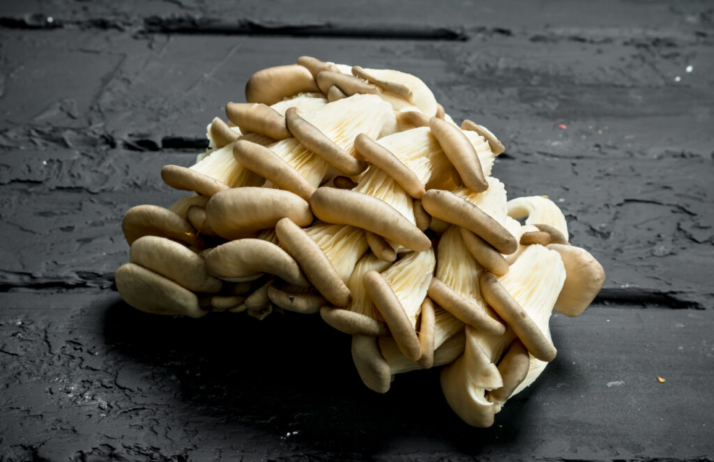 Different-Types-of-Mushrooms