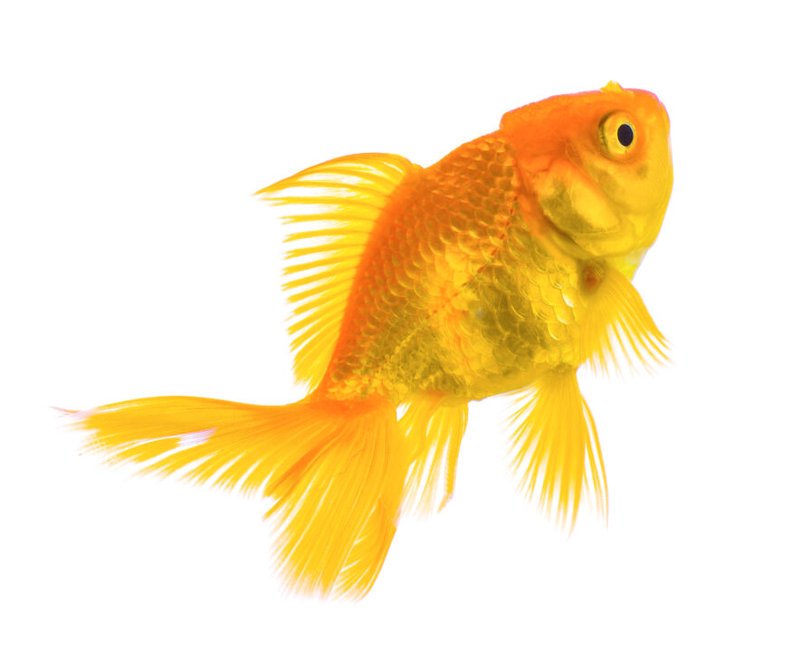 How-to-draw-a-gold-fish