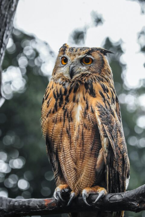 14 Animals With Claws | Smash Negativity
